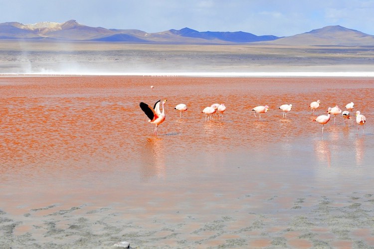 Flamingos in Laguna Colorada Uyuni