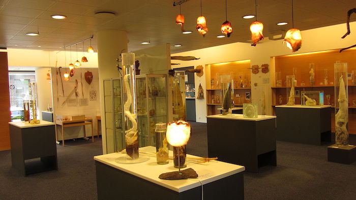 Penes en vitrinas en el museo del pene en Islandia