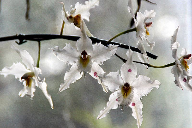 primer plano de unas orquídeas blancas