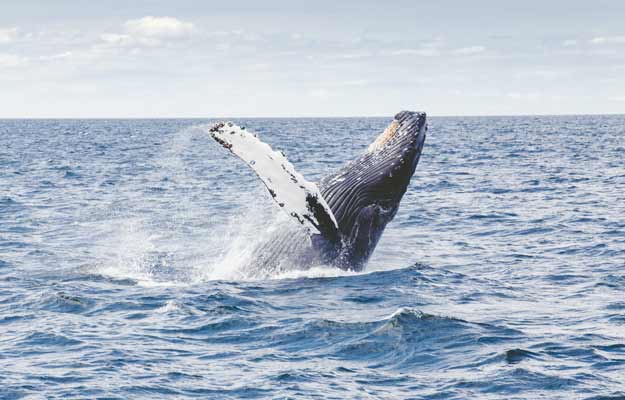 Balena Azul en agua de México