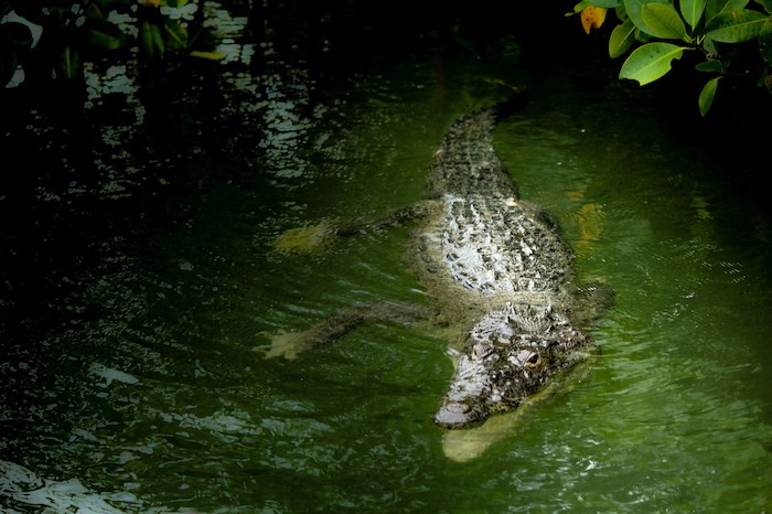 krokodil im biosphärenreservat sian ka'an