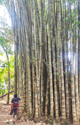 Bamboo hiking route