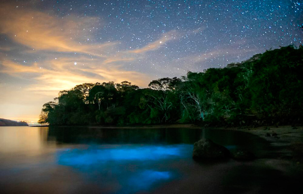 Bioluminescence in Costa Rica