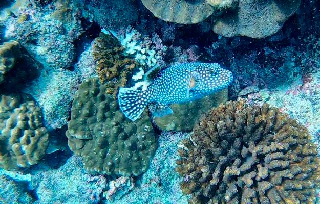 Fish in Caño Island reef