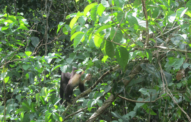Capuchino ruta Bahía Drake - San Josecito