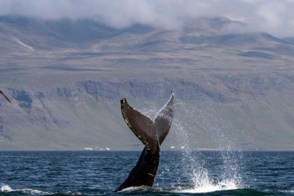 cuando y donde ver ballenas en islandia