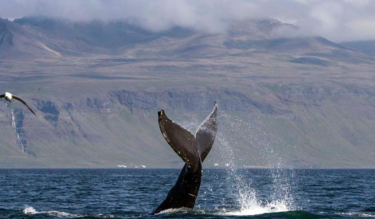 cuando y donde ver ballenas en islandia