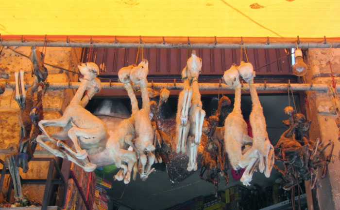 les lamas sur le marché bolivien