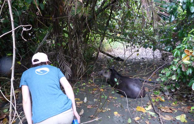Tapir salvaje en Corcovado