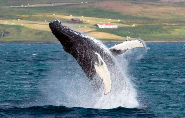 Whale in the sea of Hólmavík