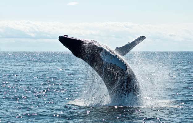 ballena jorobada en islandia