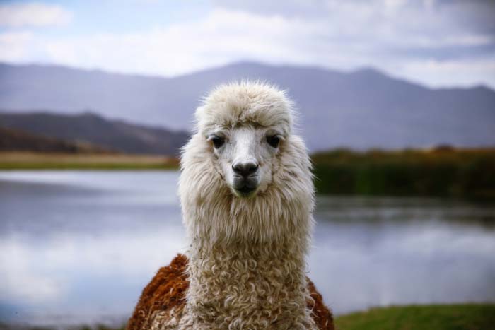 un lama au Pérou