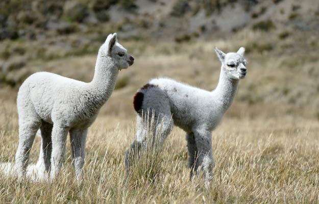 llamas in the chimborazo