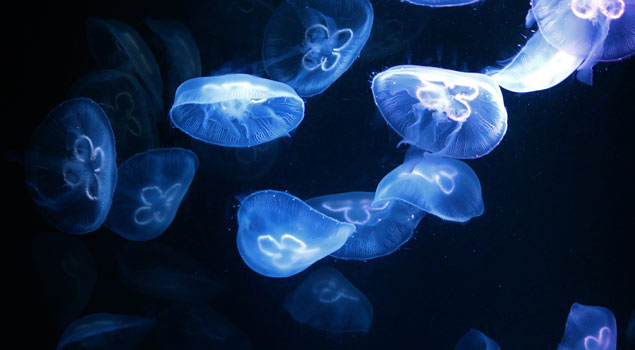 medusas con bioluminiscencia