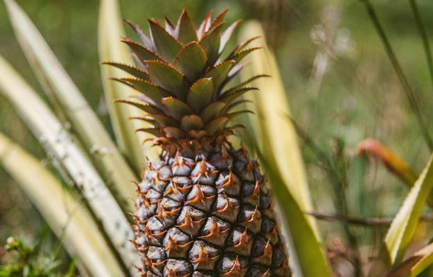 pineapple grown in chimborazo