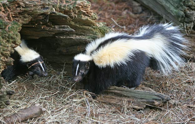 baby skunks entering in a cave