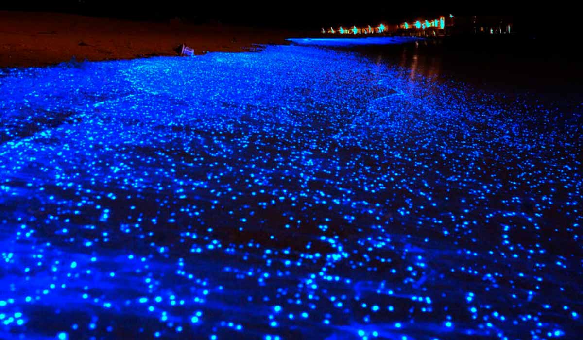 when to see bioluminescence in holbox