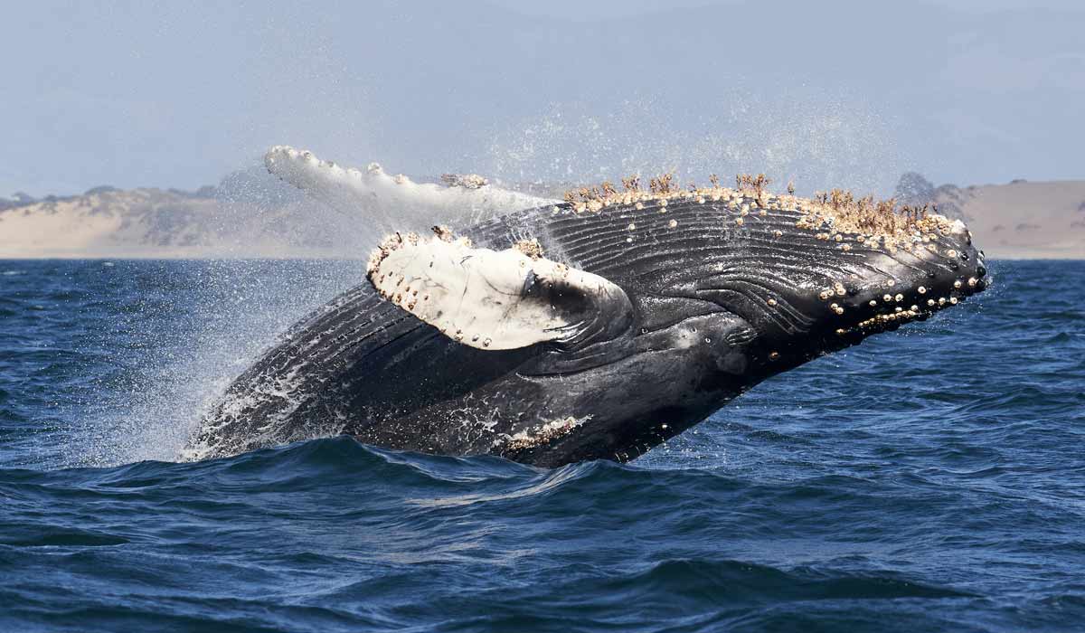 ballena marine national park costa rica