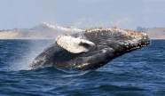 Ballena Marine National Park In Costa Rica All About It Howlanders