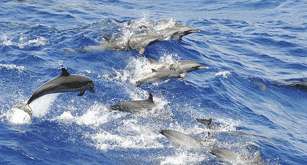 delfines manchados en el mar