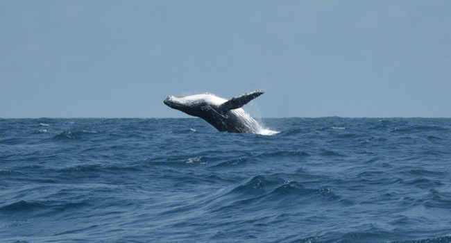 humpback whale at sea