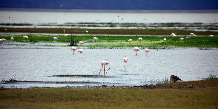 flamencos en el lago del crater ngorongoro