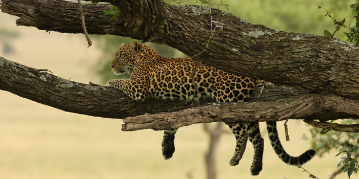 leopardo africano