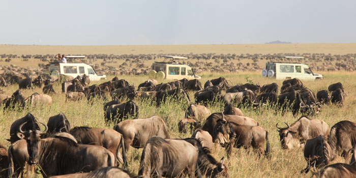 parque nacional del serengeti