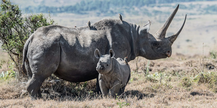 rinoceronte africano