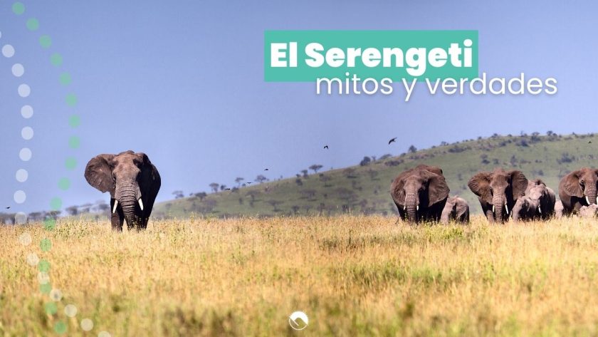 mitos y verdades del serengeti