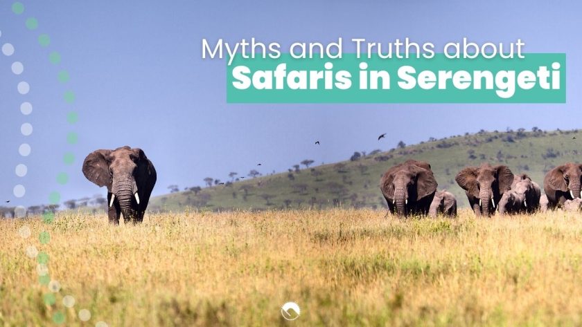 myths and truths about serengeti