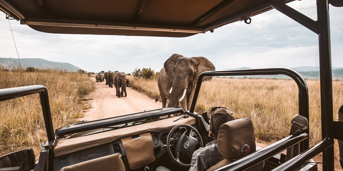 safari guiado en tanzania